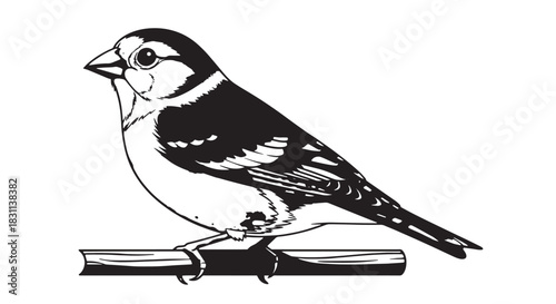 Vintage black and white finch illustration perched on a branch.