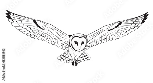 Black and white line drawing of barn owl in flight toward viewer.