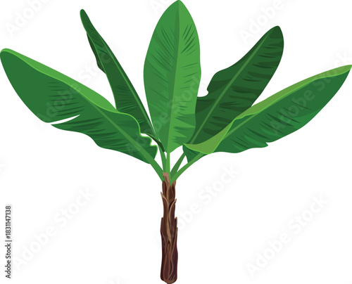Banana plant with green leaves on white background