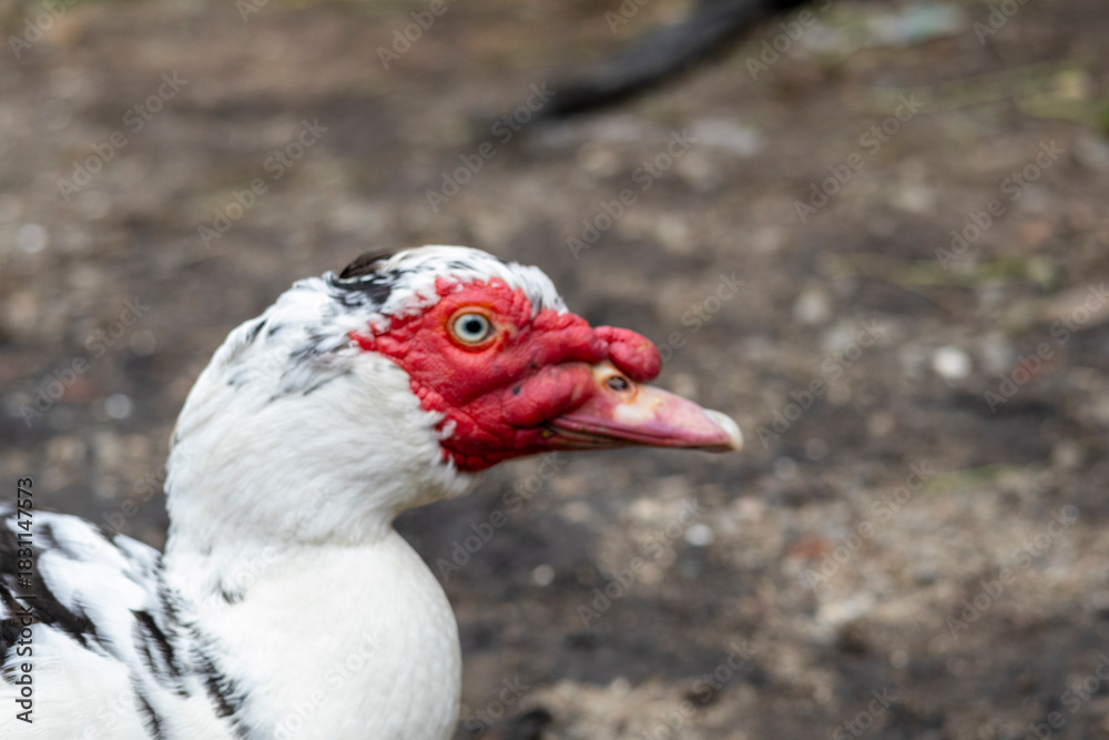 Fototapeta premium Pato criollo