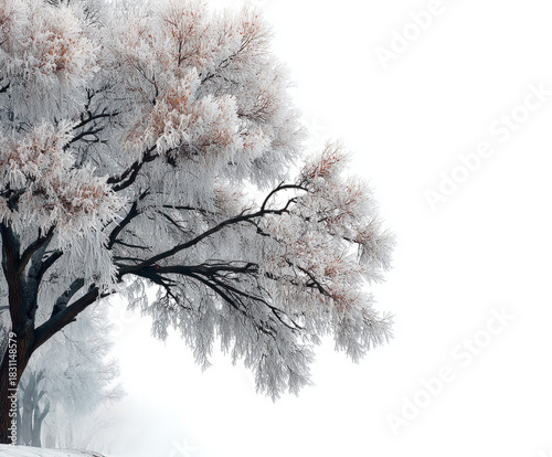 Winter branch isolated on w...