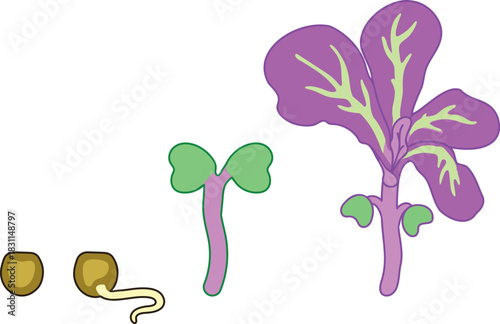 Stages of red cabbage plant seed germination in a garden bed isolated on white background. Growth stages from seed to sprout	