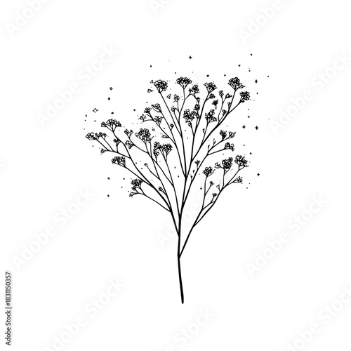 Botanical illustration of baby's breath flower drawing delicate floral line art vector design element isolated