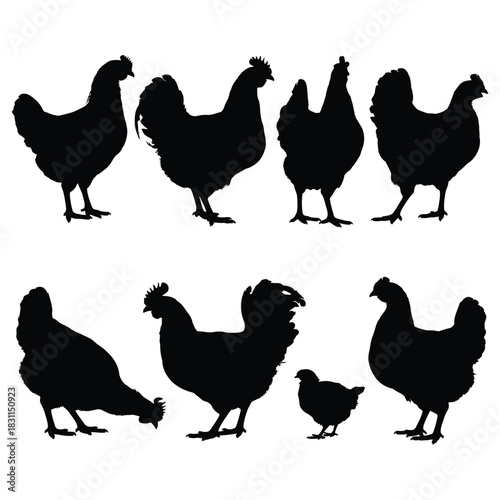 A vector collection of farm poultry silhouettes including chicken, rooster, and hen icons