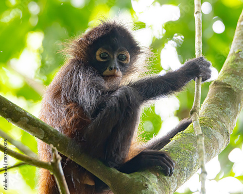 Young Spider Monkey in a Tree in Costa Rica