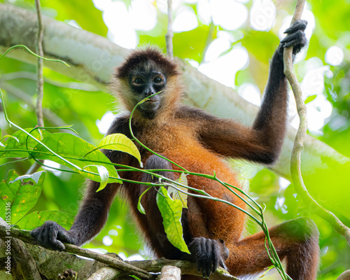 Young Spider Monkey in a Tree in Costa Rica