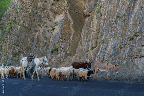 Shepherd with donkeys and flock of sheep along mountain road