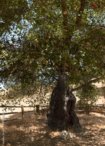 Oak of the Golden Dream, Placerita Canyon Nature Center