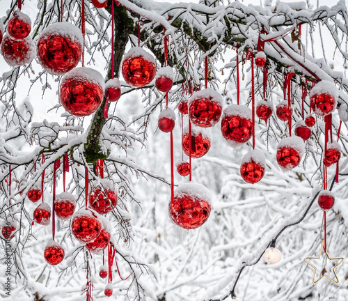 Christmas decoratrion hangs from wintery snow-covered branches above the Christmas market. Constance, Baden Württemberg, Germany.