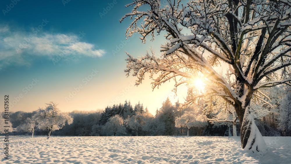 Fototapeta premium Winter rural wonderland landscape with golden sunlight, blue sky and a beautiful snow-covered tree on a field