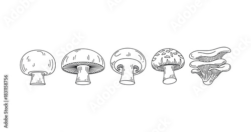 Hand-drawn mushroom illustrations: variety of fungi with detailed line art