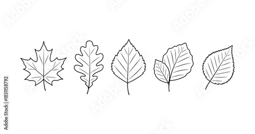 Outline illustrations of various leaf shapes on white background