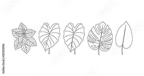 Line art of diverse leaf designs displaying botanical variety