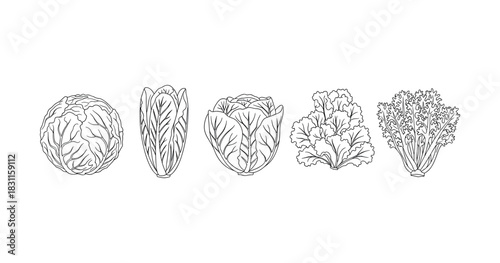 Black and white illustrations of various leafy greens: cabbage, romaine, lettuce, kale, parsley