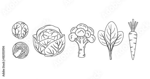 Line art of vegetables: cabbage, broccoli, spinach, carrot