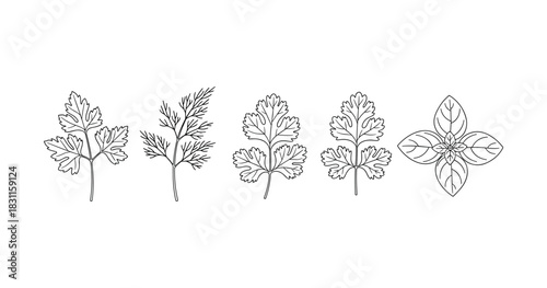 Herb leaf illustrations: parsley, dill, cilantro, basil - botanical line art collection