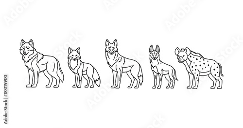 Outline illustration of wild canines: wolf, fox, coyote, jackal, hyena