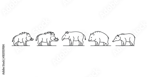 Black and white illustration of wild boars and tapirs in a line