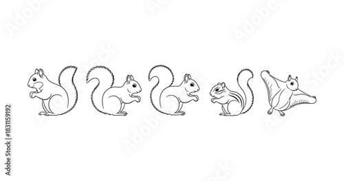 Line art illustrations of squirrel species in various poses and styles