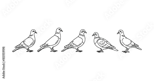 Outline of five pigeons in profile view on white background