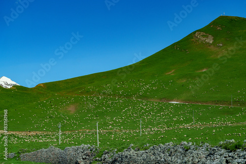 Vast green hillside dotted with huge grazing flock beneath clear sky