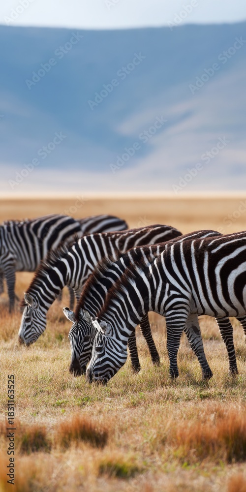 Fototapeta premium Zebras grazing in african plains landscape with blue sky and mountains