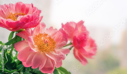 Pink peonies with delicate petals and bright orange stamens on a light background, macro shot