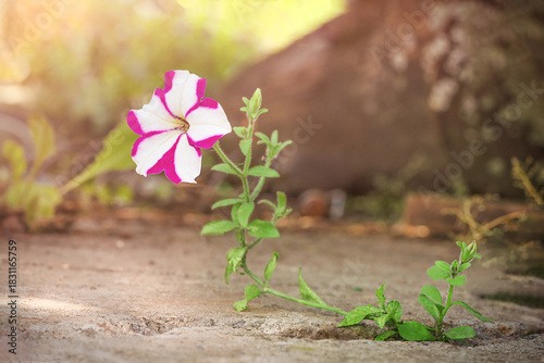 Pink and white petunia grows out of concrete against a background of blurred greenery