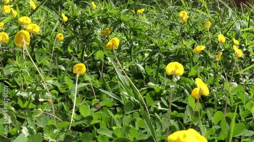 Wallpaper Mural yellow tulip flowers Torontodigital.ca