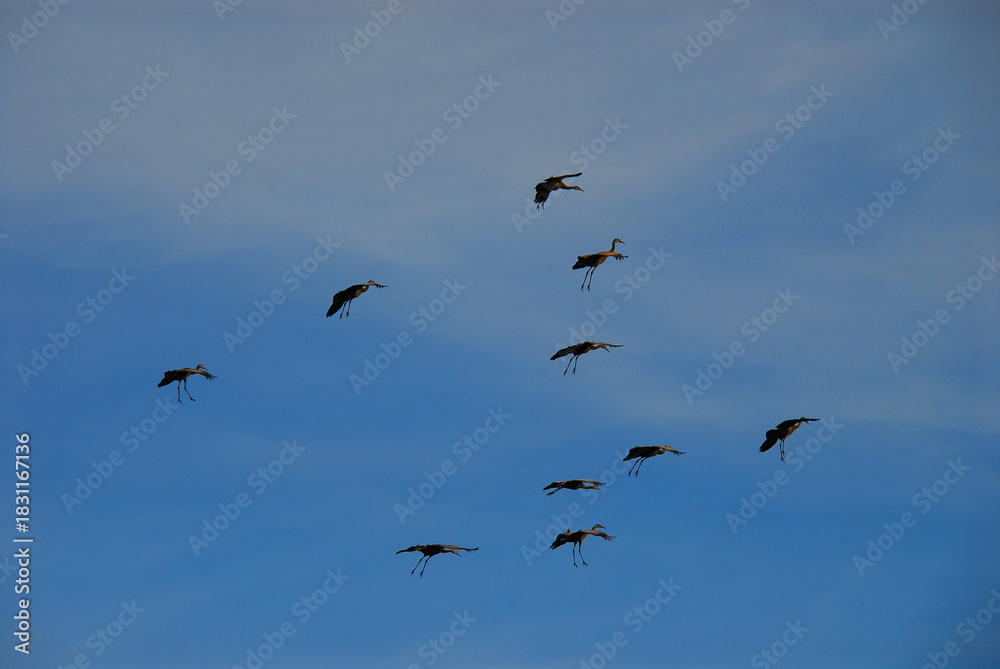 Obraz premium birds-alaska-beautiful-flock-sandhill-cranes flying-landing