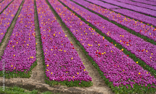 Bright tulips field in blossom in Netherlands countryside