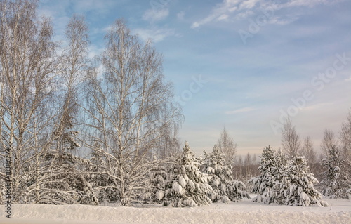Winter forest landscape