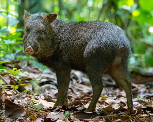 Collared Peccary in Costa Rican Rain Forest