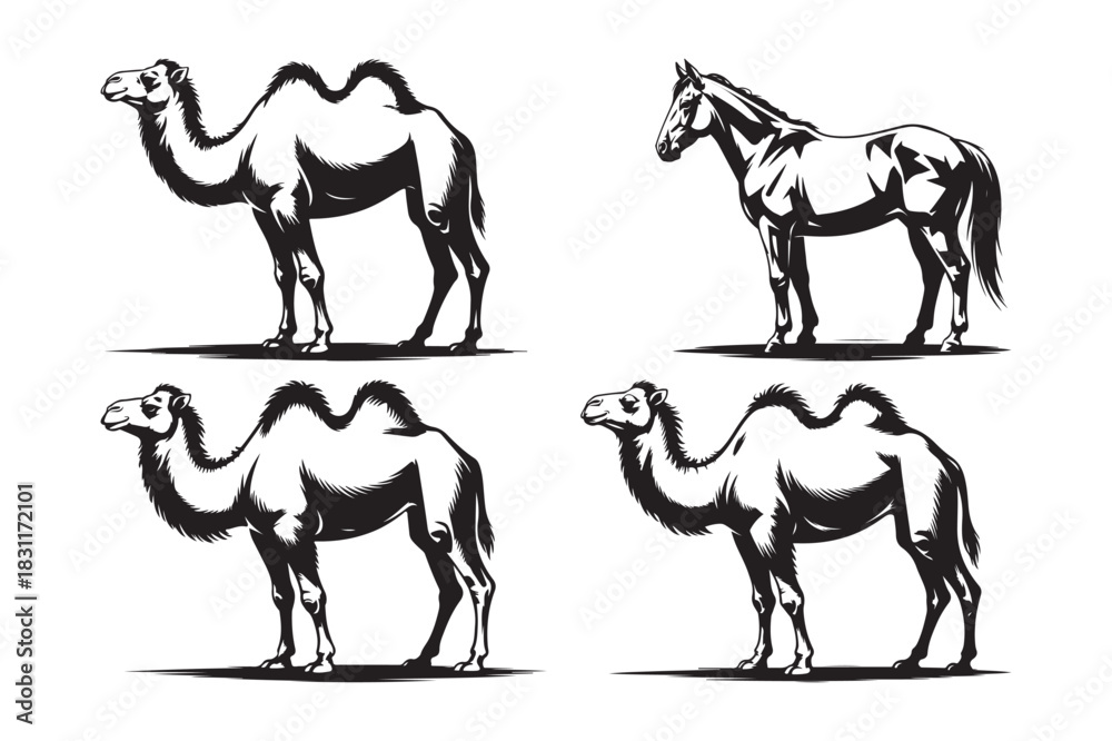 Obraz premium Black and white sketch of camels and a horse