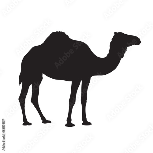 Silhouette of a camel a desert animal vector illustration isolated on white background
