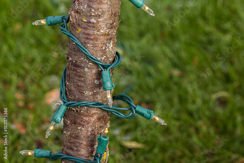 Christmas string lights hanging on tree outdoors. Xmas holiday decoration safety and outdoor lighting concept.