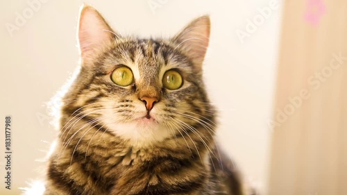 Portrait of a striped domestic cat. The cat is resting and looking around.