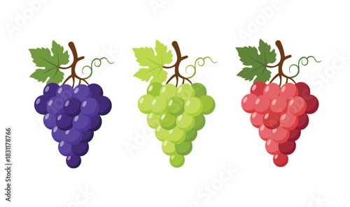 Three Colorful Grape Bunches set