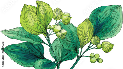 Botanical Illustration of Green Plant with Leaves and Buds - Vector Image