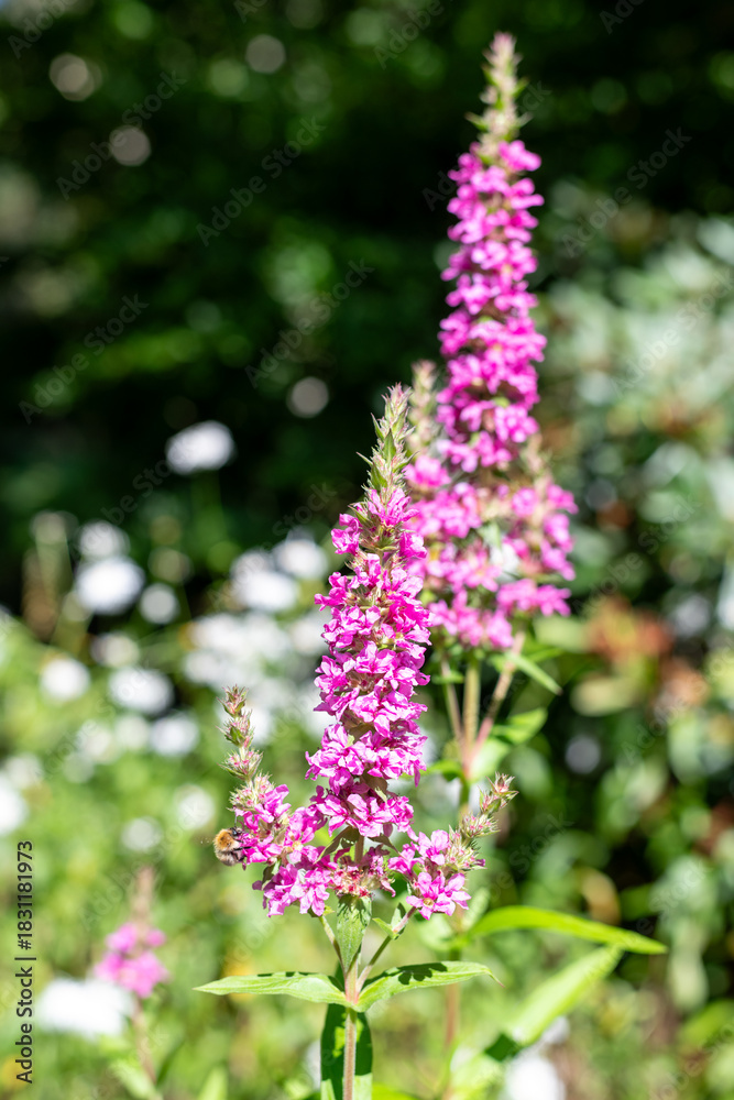Obraz premium Close up of purple loosestrife (lythrum salicaria) flowers in bloom