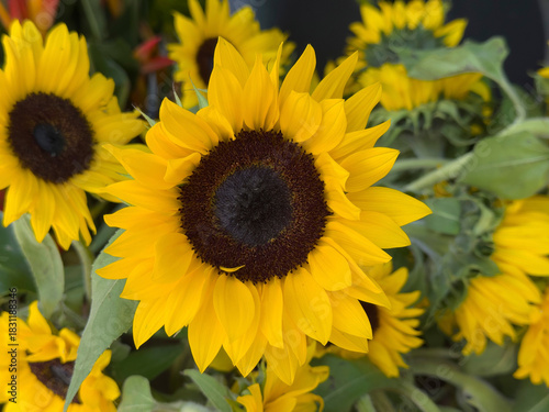 Bright Yellow Sunflower In Bloom
