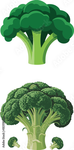 vector illustration of fresh broccoli isolated on white