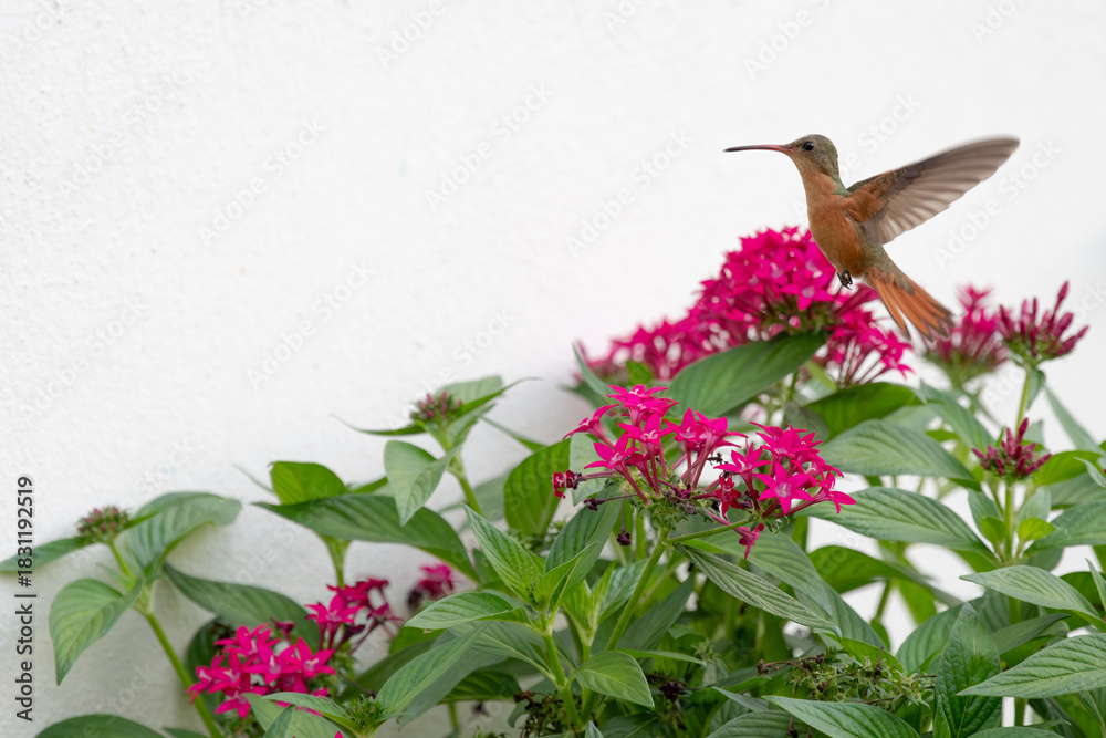 Obraz premium Cinnamon hummingbird flying near a penta lanceolata flower planted in a garden.