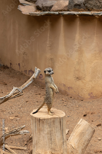 Meerkat standing upright on a wooden stump, alert and watching the surroundings in a sandy habitat. Warm natural tones, wildlife and animal park concept, Gran Canaria.
