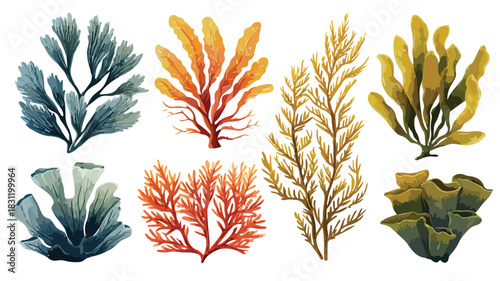 Diverse Seaweed and Corals Collection Vector Illustration