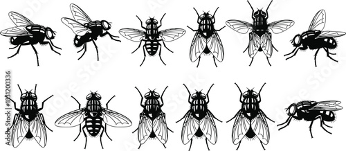 Fly illustrations, insect anatomy, entomology icons, black vector bugs, wing patterns, segmented bodies, scientific drawing, biological diversity, stylized flies