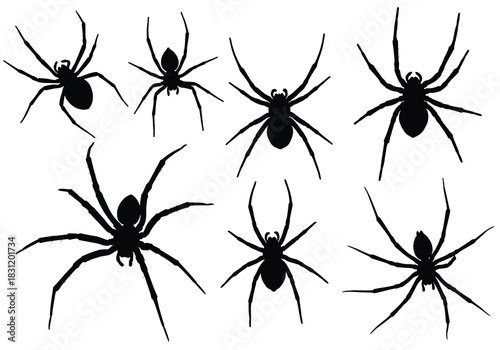 vector Spider silhouette collection vector illustration of arachnids isolated on white background for Halloween designs and creepy themes
