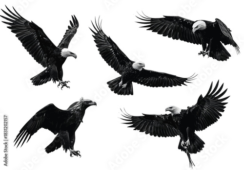 vector Collection of bald eagles in flight majestic birds of prey with outstretched wings isolated on white background