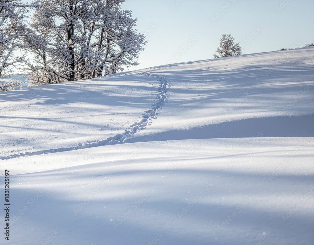 Obraz premium snow covered trees