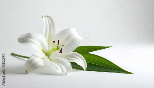 Elegant white lily with vibrant green leaves against a pristine white backdrop